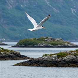 Imagen de Gaviota Andina